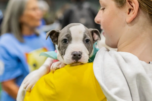 Mulligan’s Mutt Madness